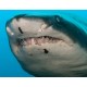 Brainstorm Ruční foto projektor - Žraloci