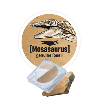 BUKI DinoDIG T-REX vykopávka s kostrou a fosílií