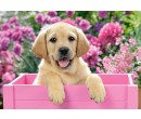 Puzzle Castorland 300 dílků - Labrador v růžovém boxu