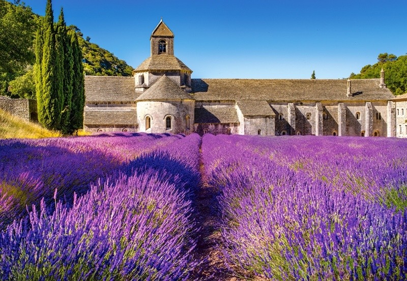 Castorland puzzle 1000 dílků - Levandulové pole v Provence