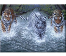 Royal Langnickel Malování podle čísel - Tři Tygři, 40x30 cm