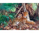 Castorland puzzle 3000 dílků - Jaguaři