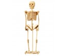 Woodcraft dřevěné 3D puzzle - skládačka Lidská kostra