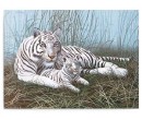 Royal Langnickel malování podle čísel - Bílý tygr s mládětem 40x30cm